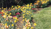 Brackenwood Gardens Spring Tulips